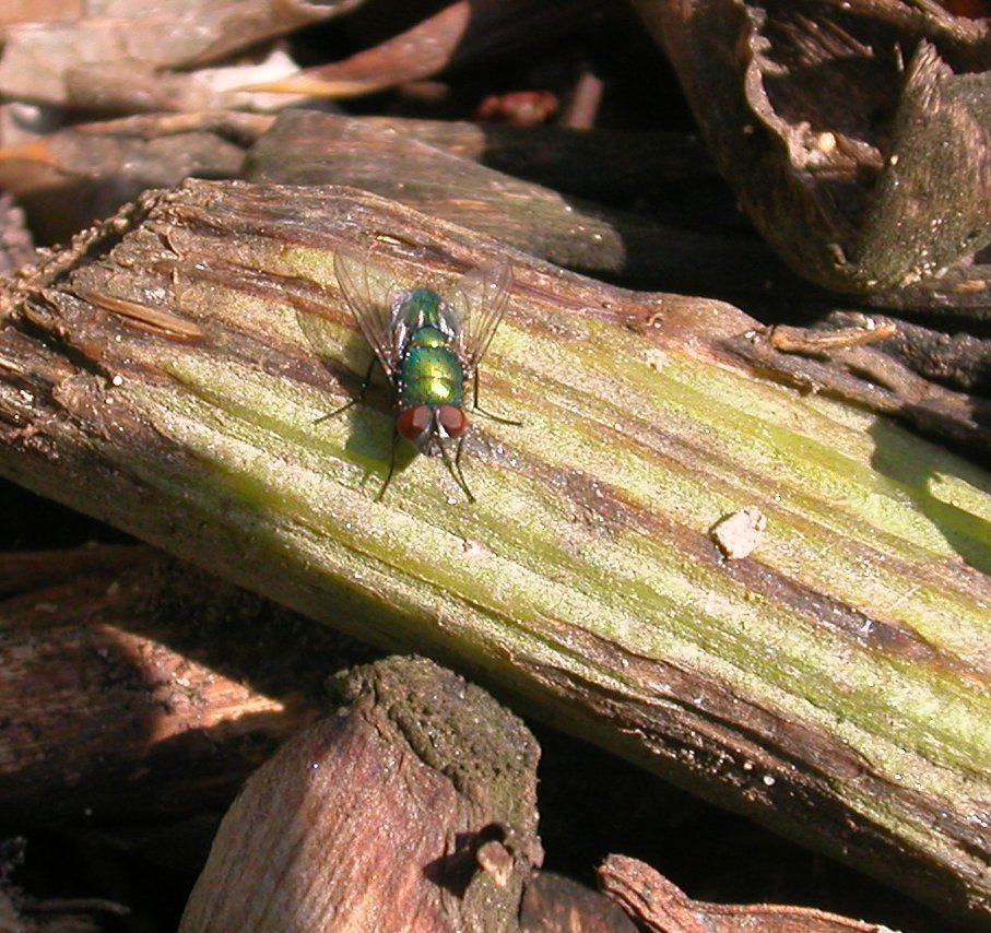 Mosca verde: Muscide o Calliforide?  Calliphoridae.